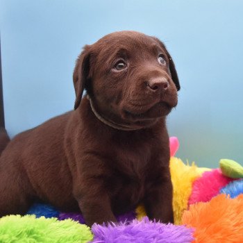 chiot Retriever du Labrador chocolat Collier gris élevage du Fond de la Noye