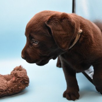 chiot Retriever du Labrador chocolat Collier gris élevage du Fond de la Noye