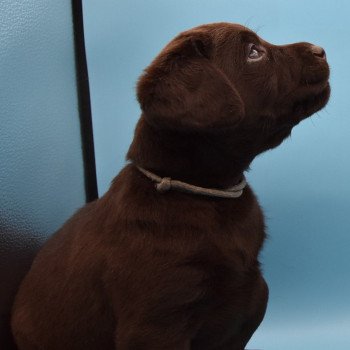 chiot Retriever du Labrador chocolat Collier gris élevage du Fond de la Noye