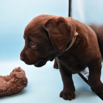 chiot Retriever du Labrador chocolat Collier gris élevage du Fond de la Noye