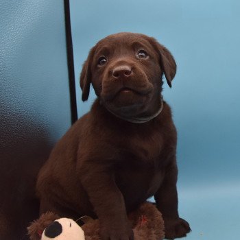 chiot Retriever du Labrador chocolat Collier gris élevage du Fond de la Noye