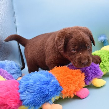 chiot Retriever du Labrador chocolat Collier jaune élevage du Fond de la Noye