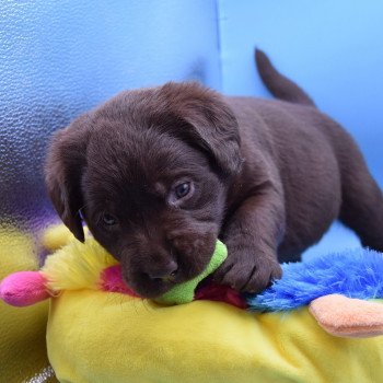 chiot Retriever du Labrador chocolat Collier jaune élevage du Fond de la Noye