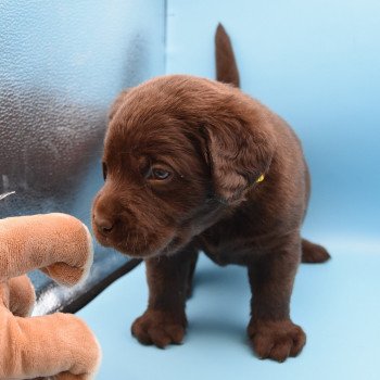 chiot Retriever du Labrador chocolat Collier jaune élevage du Fond de la Noye