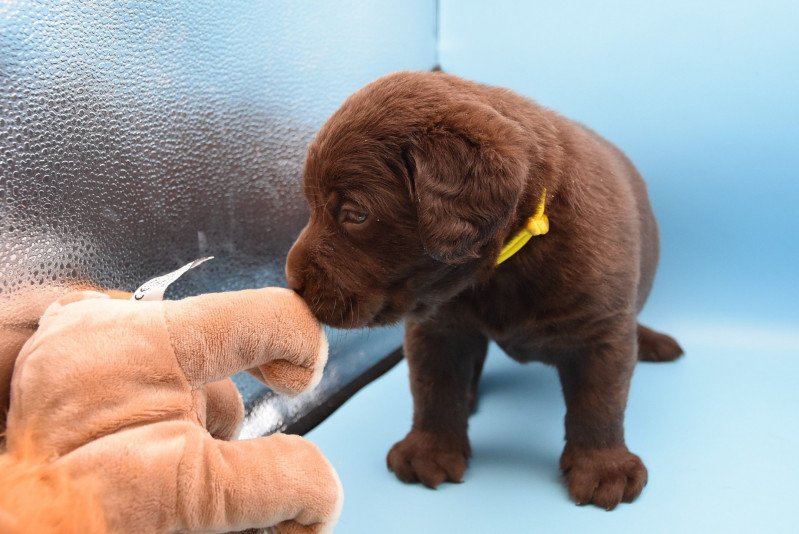 Soann du Fond de la Noye Femelle Retriever du Labrador