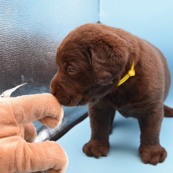 chiot Retriever du Labrador chocolat Collier jaune élevage du Fond de la Noye