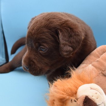 chiot Retriever du Labrador chocolat Collier jaune élevage du Fond de la Noye