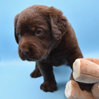 chiot Retriever du Labrador chocolat Collier jaune élevage du Fond de la Noye