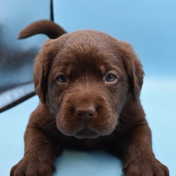 chiot Retriever du Labrador chocolat Collier jaune élevage du Fond de la Noye