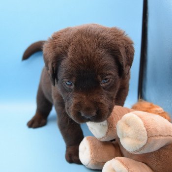 chiot Retriever du Labrador chocolat Collier jaune élevage du Fond de la Noye chiot Retriever du Labrador chocolat Collier jaune élevage du Fond de la Noye