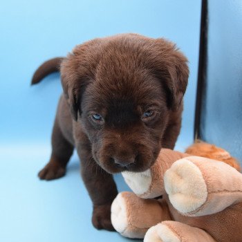 chiot Retriever du Labrador chocolat Collier jaune élevage du Fond de la Noye