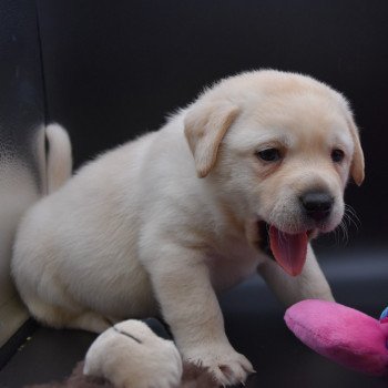 chiot Retriever du Labrador sable Collier jaune élevage du Fond de la Noye chiot Retriever du Labrador sable Collier jaune élevage du Fond de la Noye