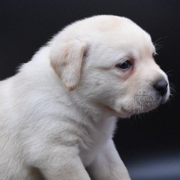 chiot Retriever du Labrador sable Collier jaune élevage du Fond de la Noye chiot Retriever du Labrador sable Collier jaune élevage du Fond de la Noye