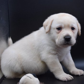 chiot Retriever du Labrador sable Collier jaune élevage du Fond de la Noye