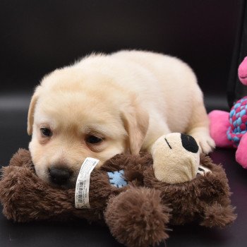 chiot Retriever du Labrador sable Collier jaune élevage du Fond de la Noye chiot Retriever du Labrador sable Collier jaune élevage du Fond de la Noye