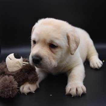 chiot Retriever du Labrador sable Collier jaune élevage du Fond de la Noye chiot Retriever du Labrador sable Collier jaune élevage du Fond de la Noye