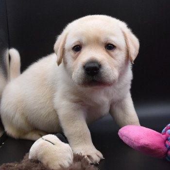chiot Retriever du Labrador sable Collier jaune élevage du Fond de la Noye chiot Retriever du Labrador sable Collier jaune élevage du Fond de la Noye