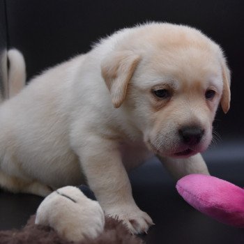 chiot Retriever du Labrador sable Collier jaune élevage du Fond de la Noye chiot Retriever du Labrador sable Collier jaune élevage du Fond de la Noye