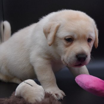 chiot Retriever du Labrador sable Collier jaune élevage du Fond de la Noye