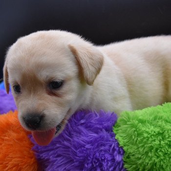 chiot Retriever du Labrador Collier lilas élevage du Fond de la Noye