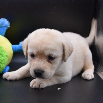 chiot Retriever du Labrador Collier lilas élevage du Fond de la Noye