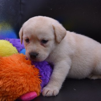 chiot Retriever du Labrador Collier lilas élevage du Fond de la Noye