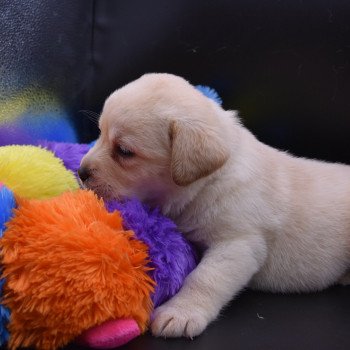 chiot Retriever du Labrador Collier lilas élevage du Fond de la Noye