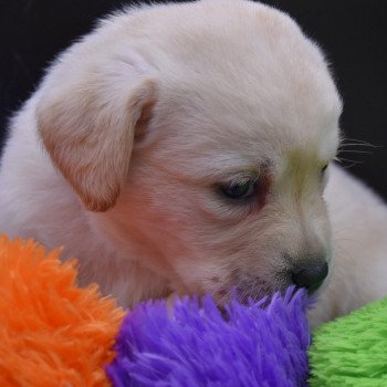 chiot Retriever du Labrador Collier lilas élevage du Fond de la Noye