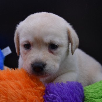 chiot Retriever du Labrador Collier lilas élevage du Fond de la Noye