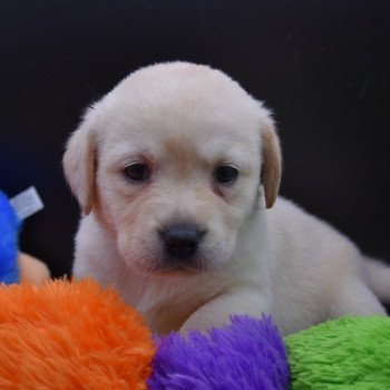 chiot Retriever du Labrador Collier lilas élevage du Fond de la Noye