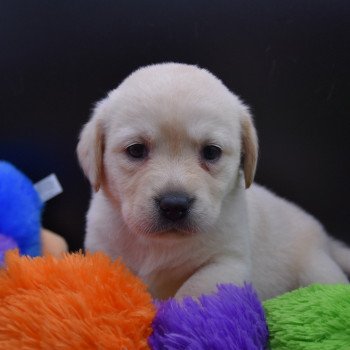 chiot Retriever du Labrador Collier lilas élevage du Fond de la Noye