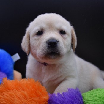 chiot Retriever du Labrador Collier lilas élevage du Fond de la Noye