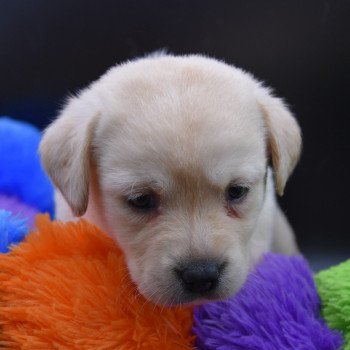 chiot Retriever du Labrador Collier lilas élevage du Fond de la Noye