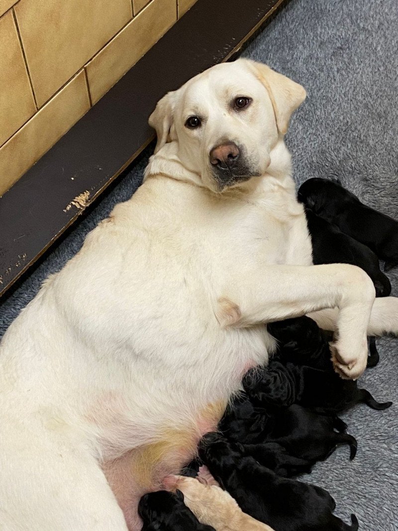 Sarabi du Fond de la Noye Femelle Retriever du Labrador