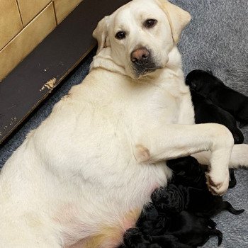 chien Retriever du Labrador Sarabi élevage du Fond de la Noye