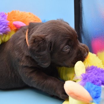 chiot Retriever du Labrador sable Collier moutarde élevage du Fond de la Noye