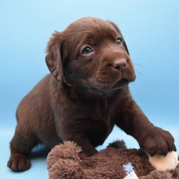 chiot Retriever du Labrador sable Collier moutarde élevage du Fond de la Noye