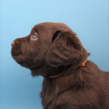 chiot Retriever du Labrador sable Collier moutarde élevage du Fond de la Noye