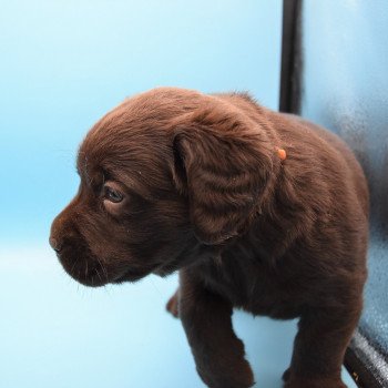 chiot Retriever du Labrador sable Collier moutarde élevage du Fond de la Noye