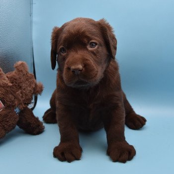 chiot Retriever du Labrador sable Collier moutarde élevage du Fond de la Noye