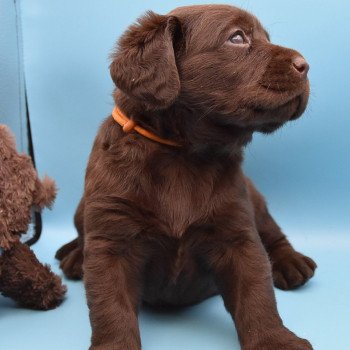 chiot Retriever du Labrador sable Collier moutarde élevage du Fond de la Noye