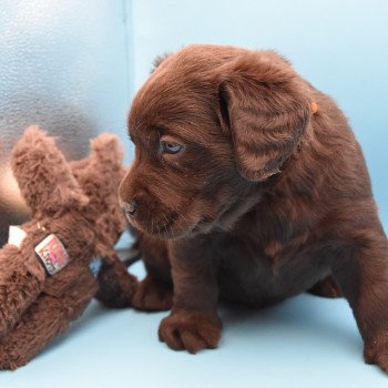 chiot Retriever du Labrador sable Collier moutarde élevage du Fond de la Noye