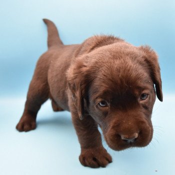 chiot Retriever du Labrador sable Collier moutarde élevage du Fond de la Noye