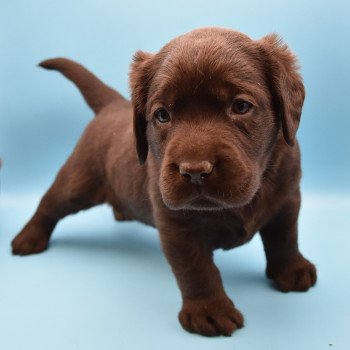 chiot Retriever du Labrador sable Collier moutarde élevage du Fond de la Noye chiot Retriever du Labrador sable Collier moutarde élevage du Fond de la Noye