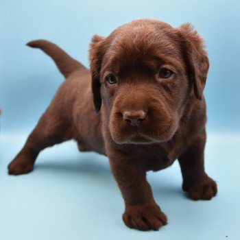 chiot Retriever du Labrador sable Collier moutarde élevage du Fond de la Noye