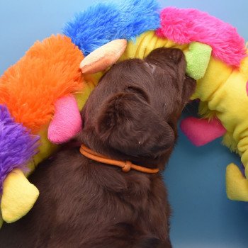 chiot Retriever du Labrador sable Collier moutarde élevage du Fond de la Noye