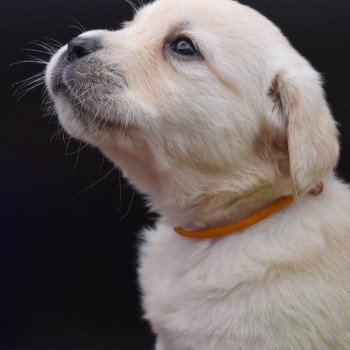 chiot Retriever du Labrador sable Collier moutarde élevage du Fond de la Noye