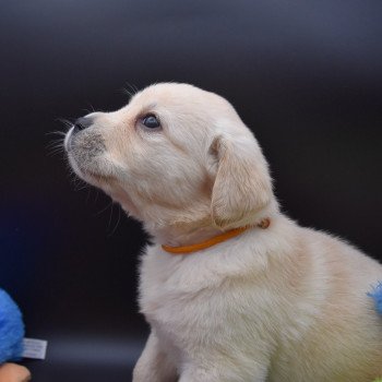 chiot Retriever du Labrador sable Collier moutarde élevage du Fond de la Noye