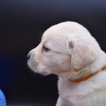 chiot Retriever du Labrador sable Collier moutarde élevage du Fond de la Noye