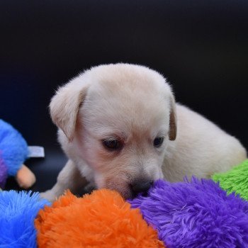 chiot Retriever du Labrador sable Collier moutarde élevage du Fond de la Noye